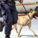 Με σκύλο η έφοδος Αστυνομικών σε οικία στα Τρίκαλα
