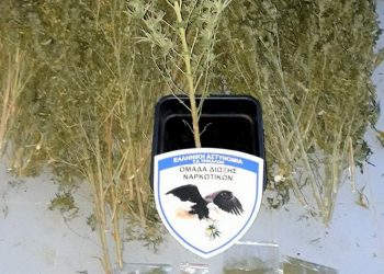 Χειροπέδες στα Τρίκαλα σε χασισοκαλλιεργητή