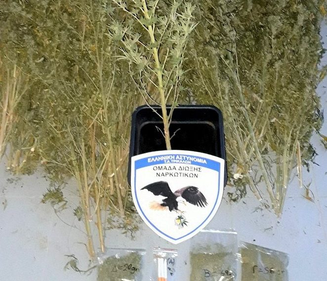 Χειροπέδες στα Τρίκαλα σε χασισοκαλλιεργητή