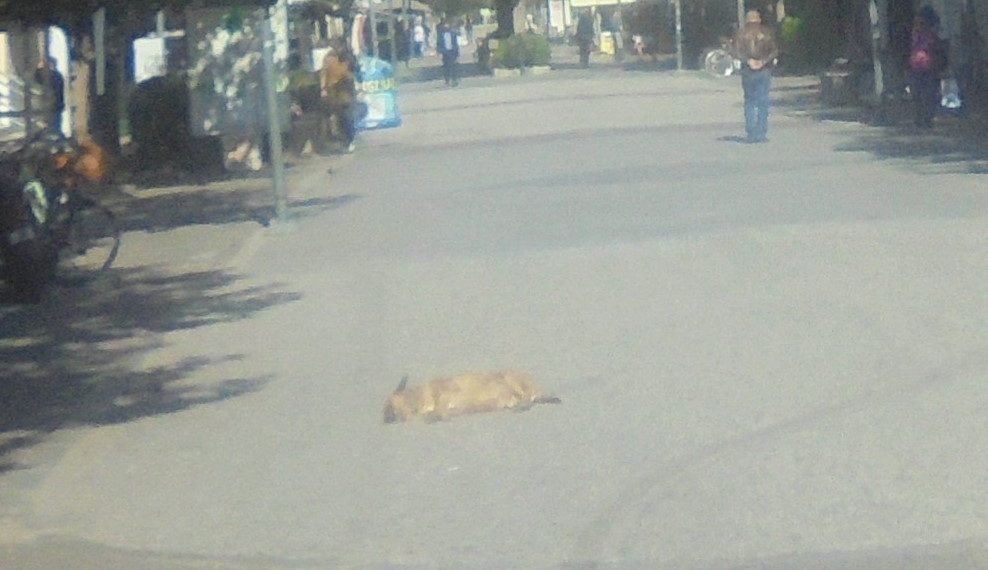 Αδιαφορία στα Τρίκαλα για το …lockdown