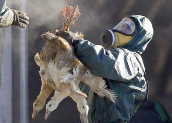 Και άλλα κρούσματα της «γρίπης των πτηνών»