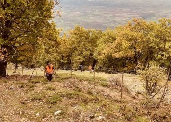 Αναδάσωση στην Πιαλεία