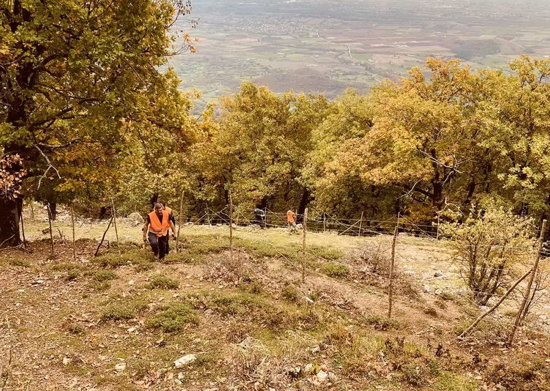 Αναδάσωση στην Πιαλεία