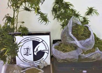 Χειροπέδες σε χασισοκαλλιεργητή