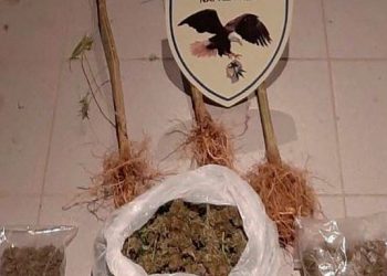 Χειροπέδες στα Τρίκαλα σε χασισοκαλλιεργητές