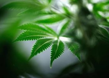 Χειροπέδες στην Καρδίτσα σε χασισέμπορα