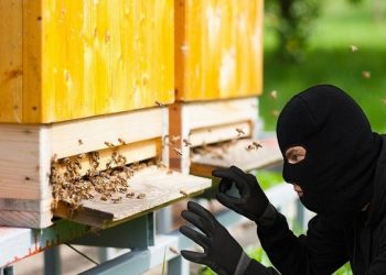 Εντοπίστηκε ο … μελισσοκλέφτης