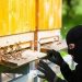Εντοπίστηκε ο … μελισσοκλέφτης