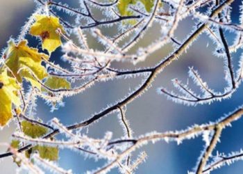 Όλα τα είχαν ήρθε και ο …παγετός
