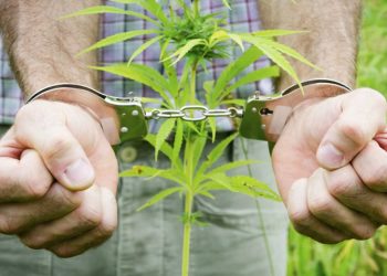 Χειροπέδες σε Τρικαλινό χασισοκαλλιεργητή