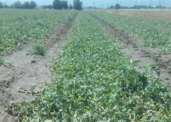 Πλήγμα από το χαλάζι σε καλλιέργειες σε περιοχές του Δήμου Φαρκαδόνας