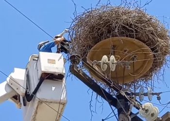 «Επιχείρηση πελαργός» στα Τρίκαλα
