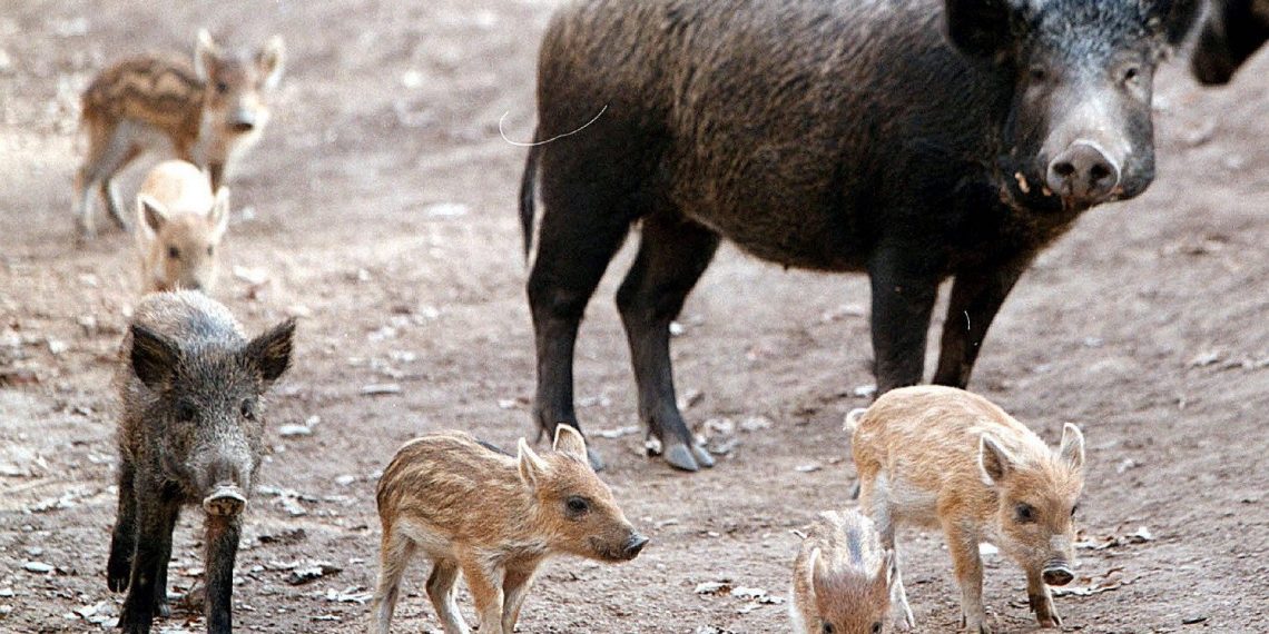 Δρομολογείται λύση για τον έλεγχο των αγριογούρουνων
