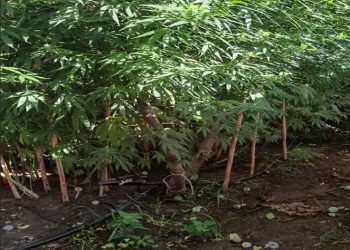 Χασισοφυτεία σε …αυλή οικίας