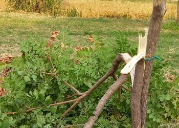 Δείγμα … «πολιτισμού» στο πάρκο Πυργετού Τρικάλων