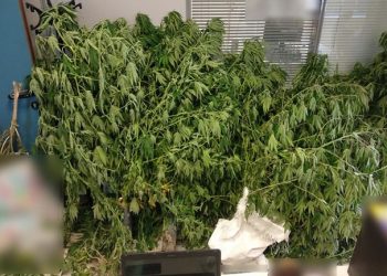 Το θερμοκήπιο καλλιεργούσε …κάνναβη