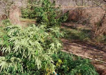 Στο Νοσοκομείο Αστυνομικός μετά από επίθεση σκύλου σε επιχείρηση κατά χασισοκαλλιεργητών