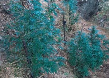 Παράνομη διαμονή στα Τρίκαλα και …χασισισοφυτεία