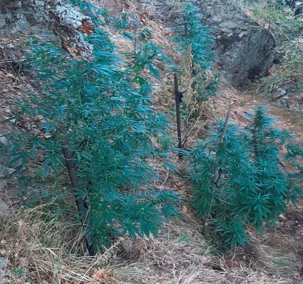 Παράνομη διαμονή στα Τρίκαλα και …χασισισοφυτεία
