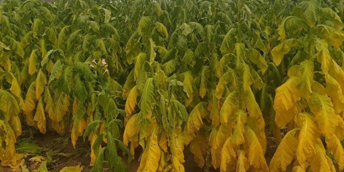 Ζημιές σε καλλιέργειες από βροχοπτώσεις στον Νομό Τρικάλων