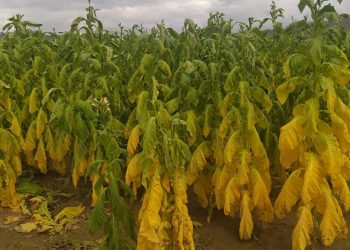 Ζημιές σε καλλιέργειες από βροχοπτώσεις στον Νομό Τρικάλων