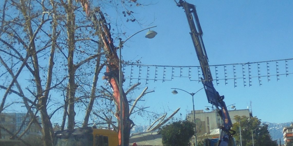 Συνέχεια …κλαδέματος