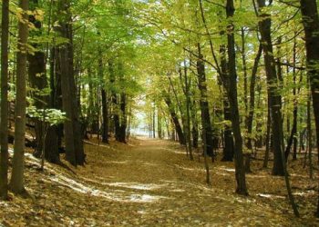 Δασικοί χάρτες: Εξετάσεις αντιρρήσεων της 1ης ΕΠ.Ε.Α Περιφερειακής Ενότητας Τρικάλων