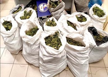 Χασισοκαλλιέργεια σε  περιοχή του Δήμου Ελασσόνας