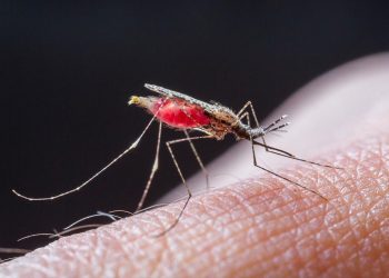 Στον Νομό Τρικάλων το 1ο φετινό κρούσμα ελονοσίας
