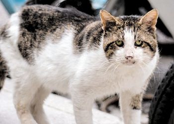 Χειροπέδες για την θανάτωση γάτας