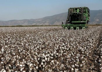 Στα 73,39 ευρώ ανά στρέμμα η ειδική ενίσχυση για το βαμβάκι