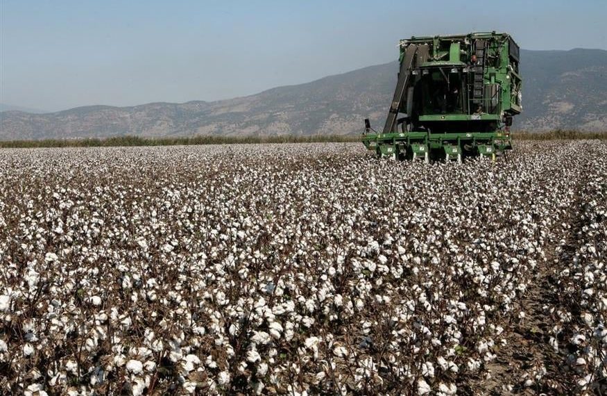 Στα 73,39 ευρώ ανά στρέμμα η ειδική ενίσχυση για το βαμβάκι