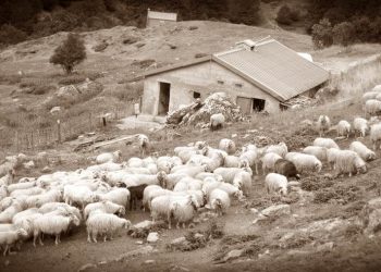 Αυτό το μαντρί τέτοιο τυρί βγάζει…