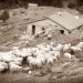 Αυτό το μαντρί τέτοιο τυρί βγάζει…