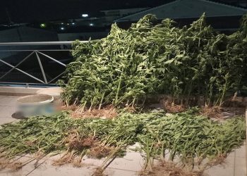 Συλλήψεις για χασισοφυτεία στα ορεινά του Δήμου Μετεώρων