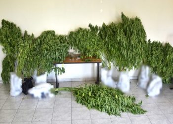 Χειροπέδες για χασισοκαλλιέργεια