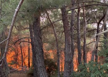 Τραγωδία στο δάσος της Δαδιάς με απανθρακωμένους ανθρώπους