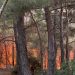 Τραγωδία στο δάσος της Δαδιάς με απανθρακωμένους ανθρώπους