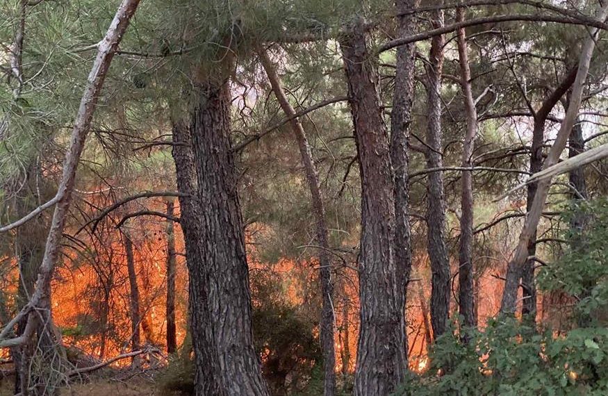 Τραγωδία στο δάσος της Δαδιάς με απανθρακωμένους ανθρώπους
