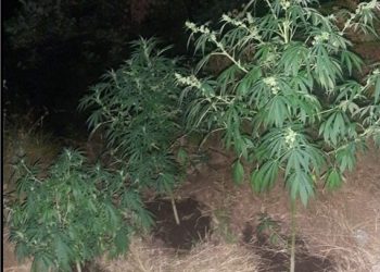 Μπαράζ συλλήψεων (και) στα Τρίκαλα σε αστυνομικές επιχειρήσεις στην Θεσσαλία