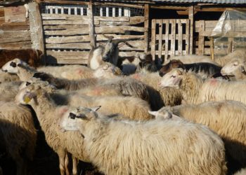 H Κυβέρνηση να ανακοινώσει πως έφτασε στην Θεσσαλία η πανώλη
