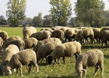 Σφαγή αιγοπροβάτων στην Καλαμπάκα λόγω πανώλης