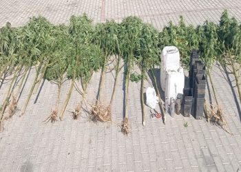 Εντοπίστηκε χασισοφυτεία σε αγροτεμάχιο με καλαμπόκια