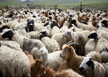 Απαγόρευση μετακίνησης αιγοπροβάτων σε όλη την Ελλάδα