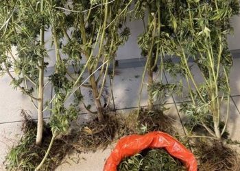 «Ορφανή» χασισοκαλλιέργεια