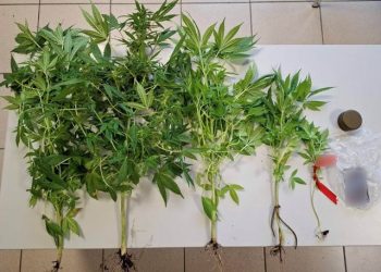 Χειροπέδες για καλλιέργεια χασίς