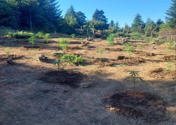 Εντοπίστηκε χασισοφυτεία σε δασώδη δύσβατη περιοχή του Νομού Καρδίτσας