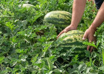 Χειροπέδες για κλοπή …καρπουζιών