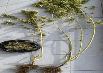 Καλλιέργεια χασίς σε μπαλκόνι οικίας στα Τρίκαλα